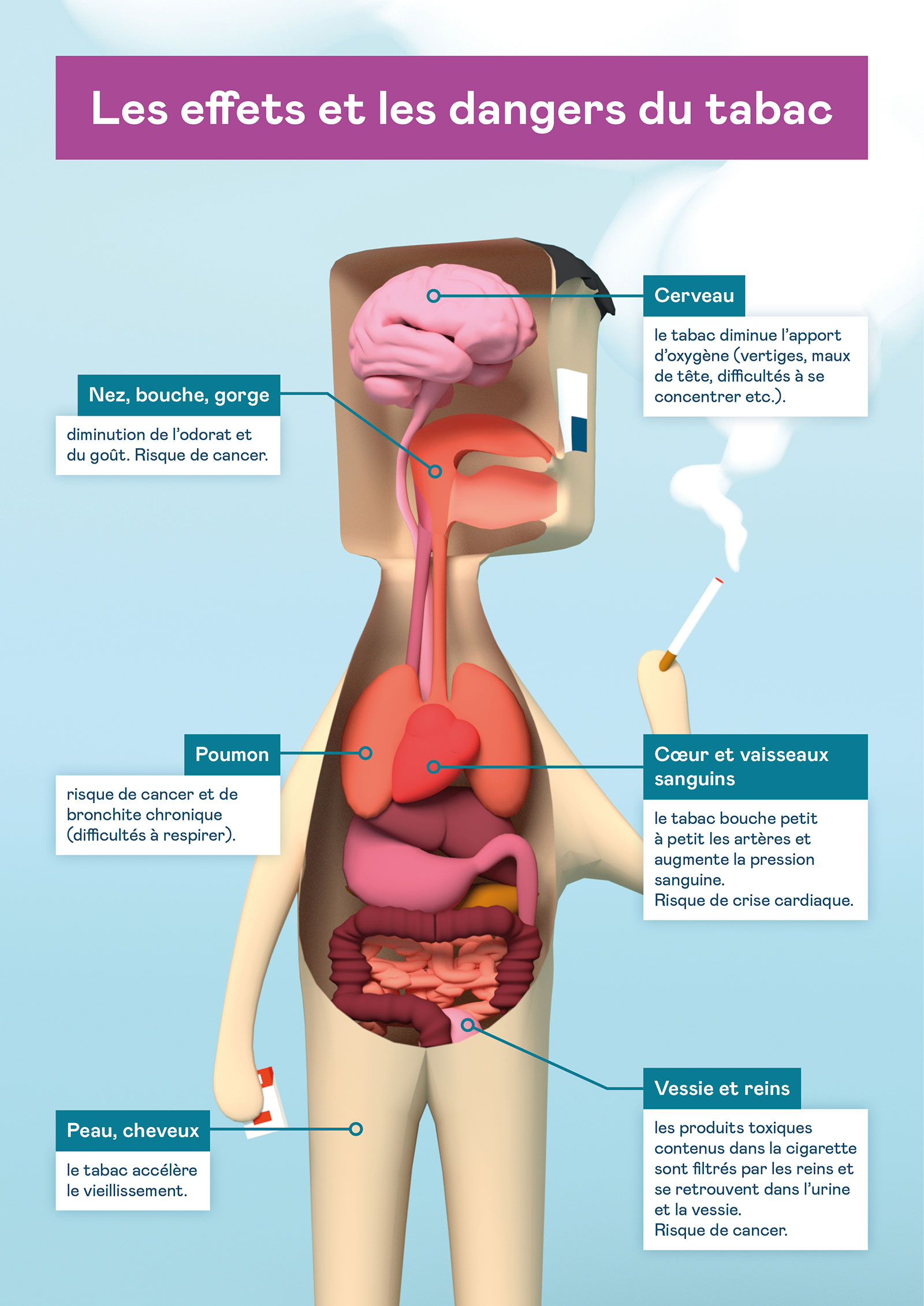 Après combien d'années les effets du tabac deviennent-ils irréversibles?, Santé